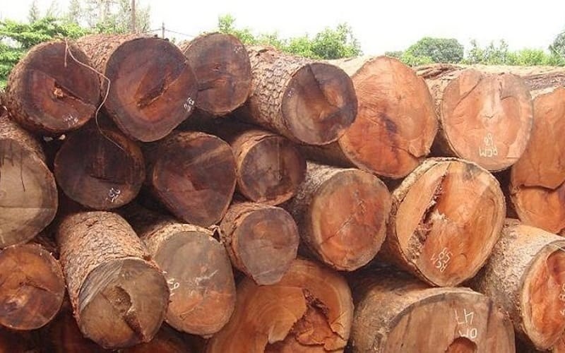 Giá gỗ hoàng đàn cao dựa vào đâu?