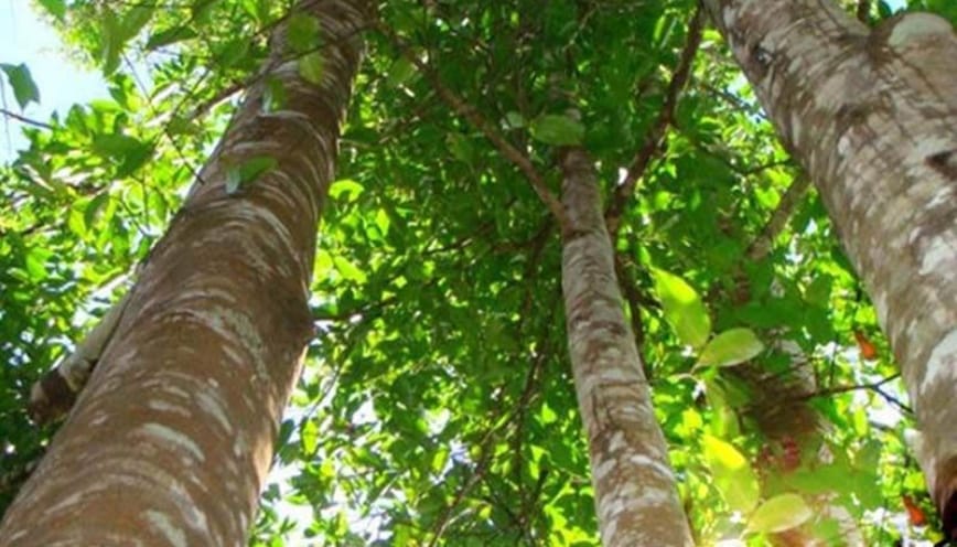 Cây đinh hương nổi bật với mùi hương đặc trưng