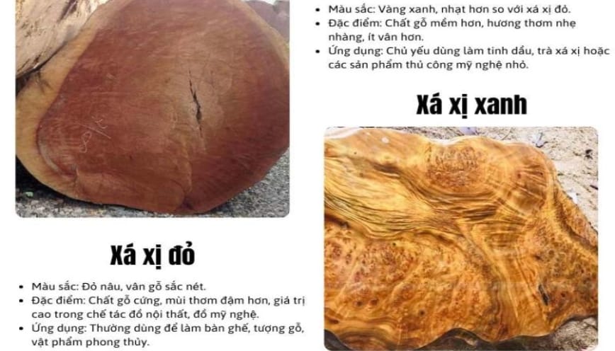 Cây hương xá xị có mấy loại?