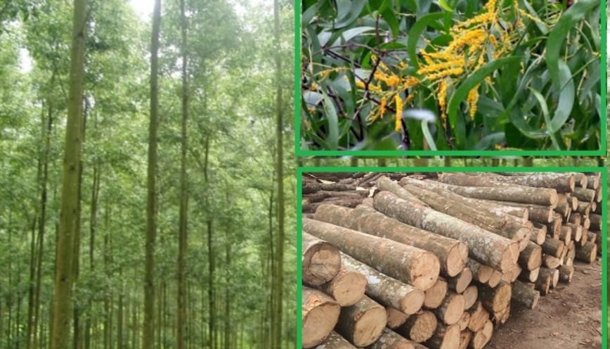 Cây keo lai trong tự nhiên