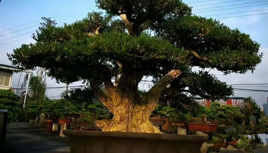 Đặc điểm của loại Boxwood