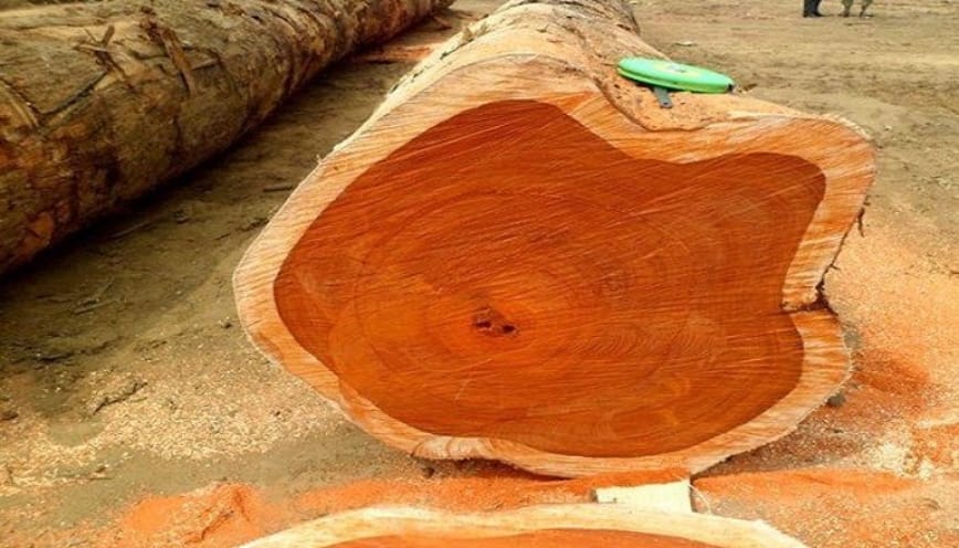 Đặc điểm nổi bật của gỗ