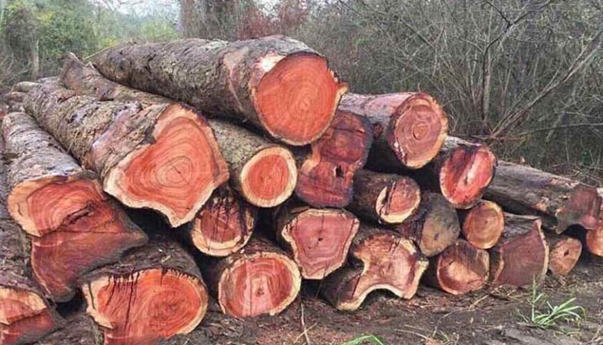 Đinh hương có tốt không?