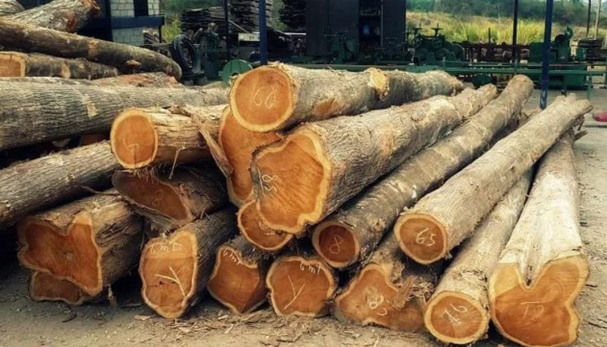 Dòng gỗ sở hữu chất lượng vượt trội