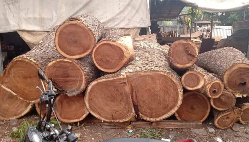 Giá bán gỗ me tây mới nhất