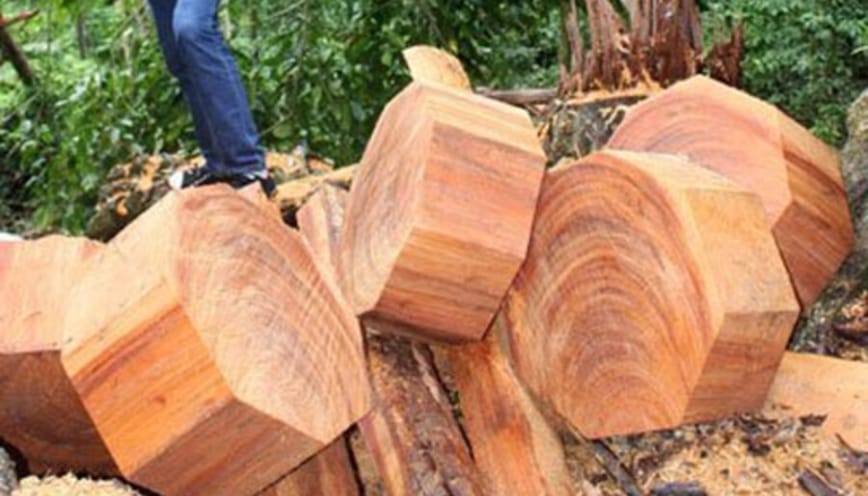 Gỗ cây ngọc am đỏ