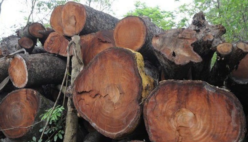 Gỗ quỳnh đàn có giá bao nhiêu?