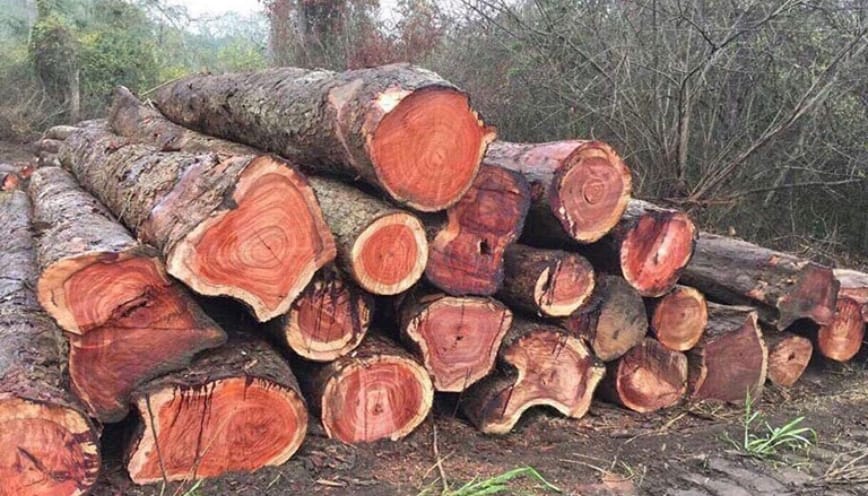 Gỗ sở hữu hương thơm đặc trưng