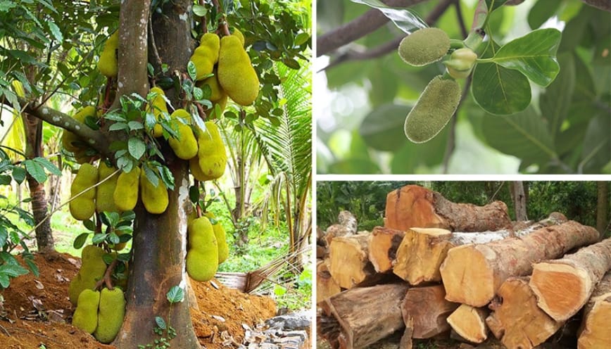 Gỗ từ cây mít nhập khẩu từ Nam Phi