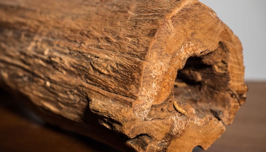 Loại gỗ hình thành sau nhiều năm bị chôn vùi dưới lòng đất