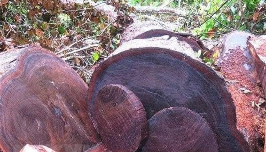 Loại gỗ thường thấy được khai thác từ thân cây trưởng thành