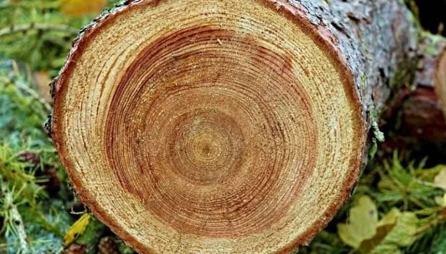 Những đường vân đẹp mắt của gỗ
