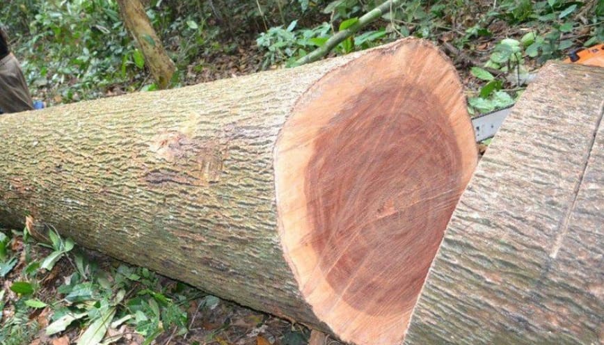Nhược điểm của gỗ khiến nhiều người cân nhắc