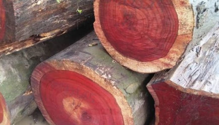Phân loại giáng hương trên thị trường hiện nay