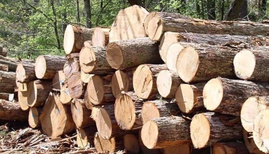 Ưu điểm nổi bật của gỗ cây dổi