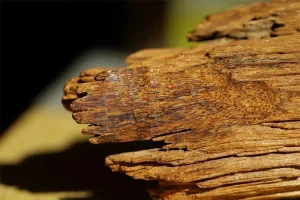 Gỗ Trầm Hương Có Mấy Loại? Phân Loại Chi Tiết Và Cách Nhận Biết