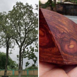 Gỗ Tử Đàn Ấn Độ Và Tác Dụng: Bí Quyết Sử Dụng Và Bảo Quản